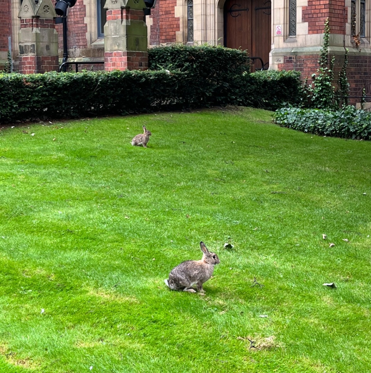 Little rabbits enjoying the day